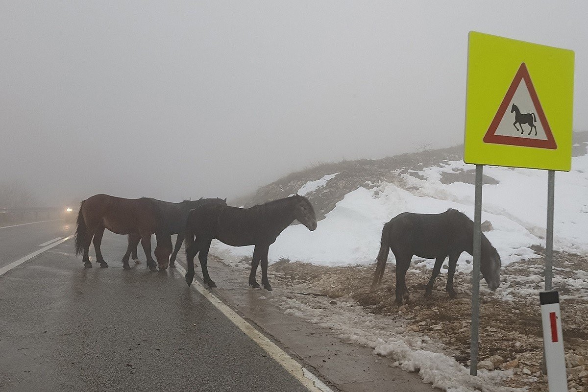 Vozači oprez, divlji konji preko Romanije