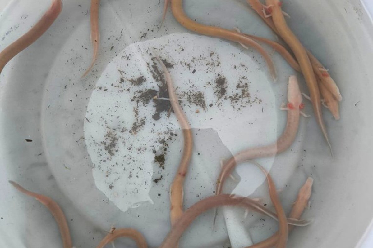 Poplave u Dalmaciji izbacile na površinu čovječje ribice (FOTO)