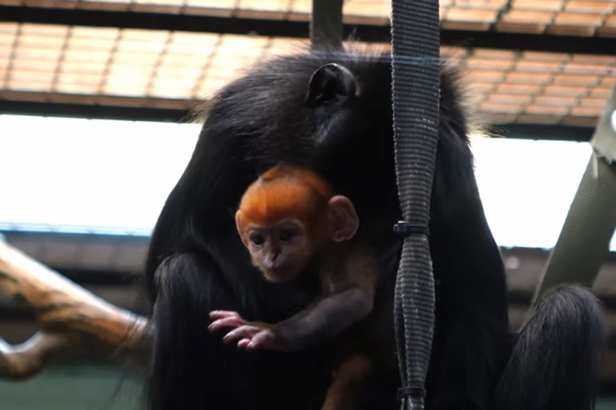U britanskom zoološkom vrtu rođen narandžasti majmun (VIDEO)