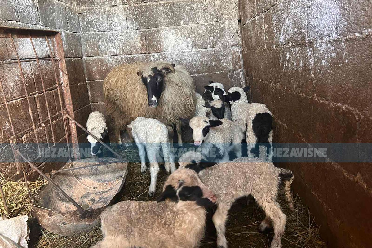 Čudo u Maslovarama: Ojagnjile se 4 ovce, na svijet donijele po dvoje jagnjadi