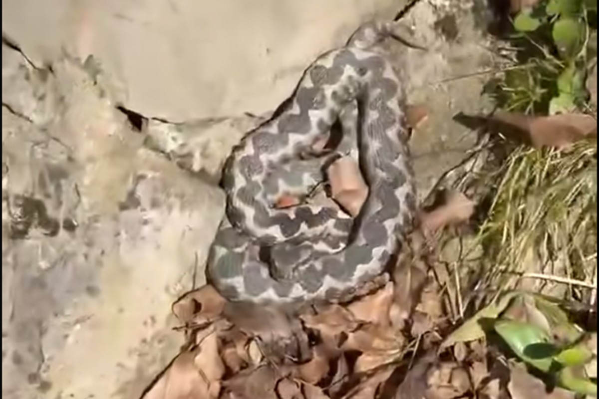 Poskok snimljen u Banjaluci, profesor pojasnio šta treba raditi (VIDEO)