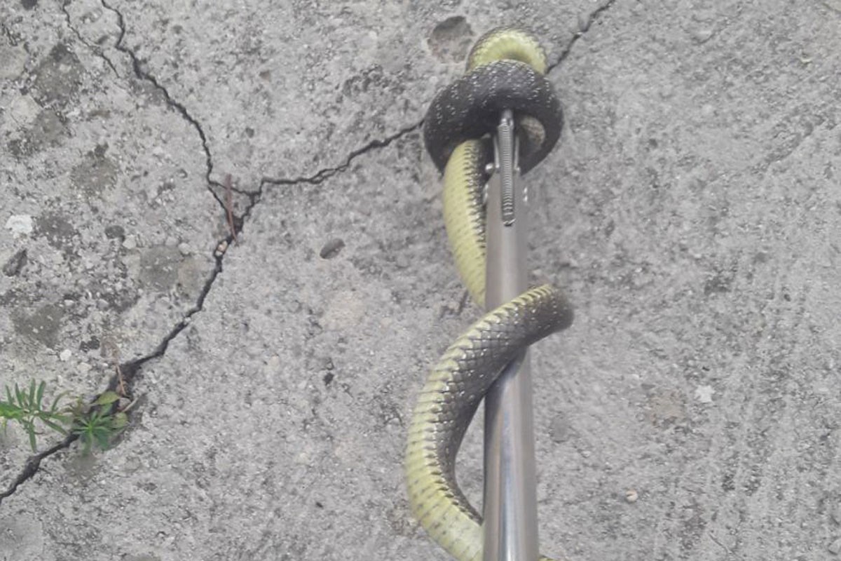 Dom zdravlja Banjaluka nema seruma protiv ujeda zmije
