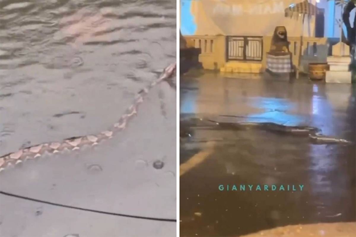 Stravične scene sa Balija: Zmije plivaju kroz poplavljene ulice (VIDEO)