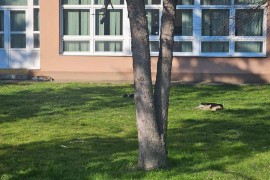 Psi lutalice napali muškarca kod škole u Banjaluci, on se sapleo i pao
