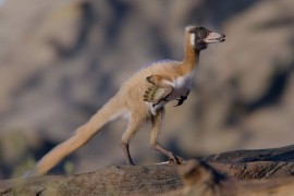 ​Dinosaurus malen kao vrana (FOTO, VIDEO)