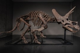 Skelet dinosaurusa ide na aukciju (FOTO)