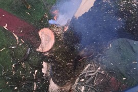Drama u centru Banjaluke: Grom udario u drvo (FOTO/VIDEO)