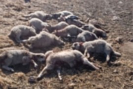 Psi zaklali više od 20 ovaca kod Trebinja