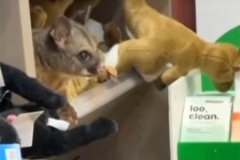 Oposum se uvukao među plišane igračke u radnji (VIDEO)