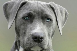 Sutra otvaranje "Banjaluka Dog Show 2026" na Kastelu