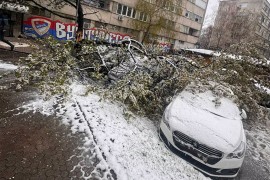 Banjaluka: Palo drvo na automobile (FOTO)