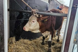 Snijeg usmrtio stoku, Vinka Savić iz Banjaluke poslala junicu porodici ...
