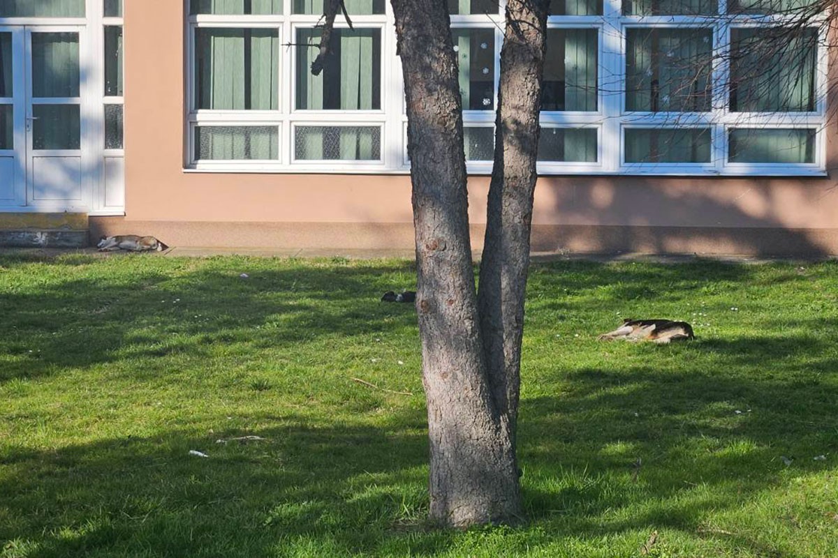 Psi lutalice napali muškarca kod škole u Banjaluci, on se sapleo i pao