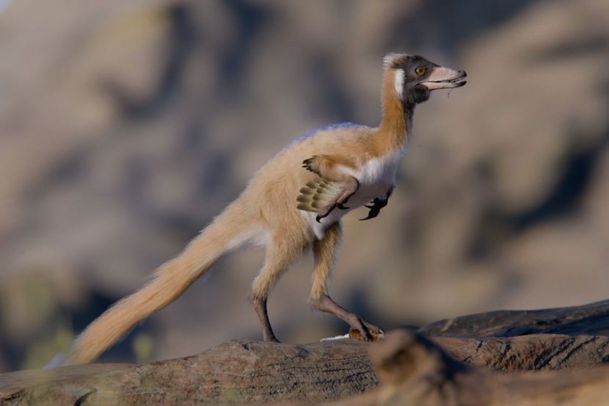 ​Dinosaurus malen kao vrana (FOTO, VIDEO)