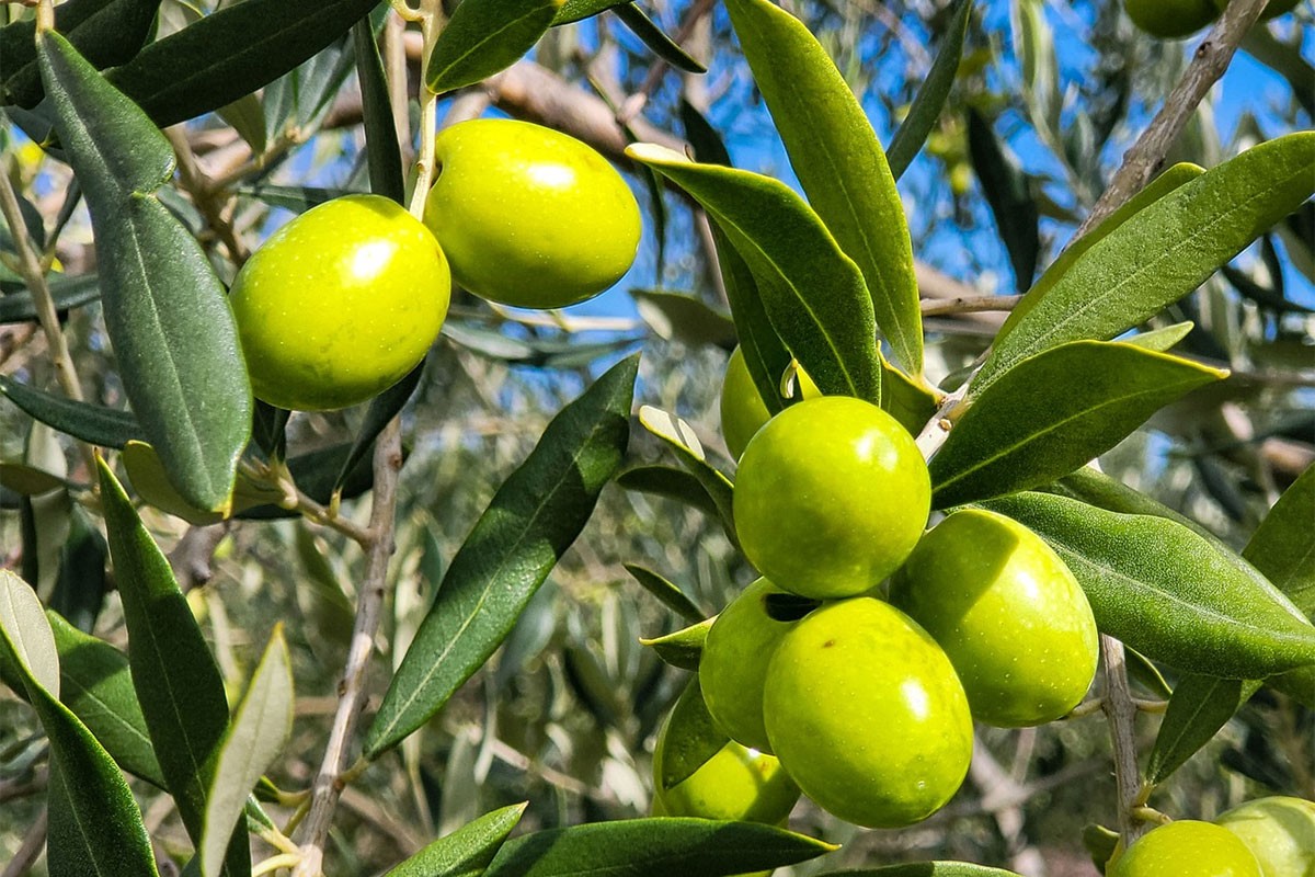 Veliki uspjeh maslinovih ulja iz Ljubuškog u Njujorku