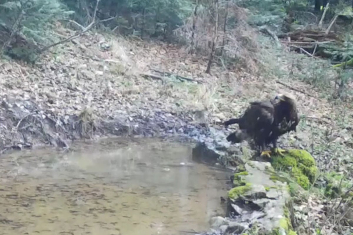 Opasni predator viđen u blizini BiH (VIDEO)