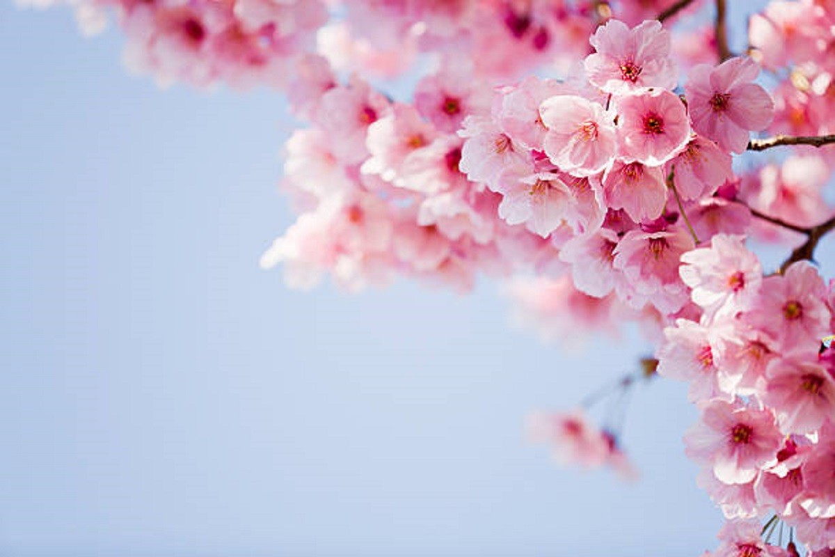 Sakura procvjetala: Počinje omiljena sezona u Japanu