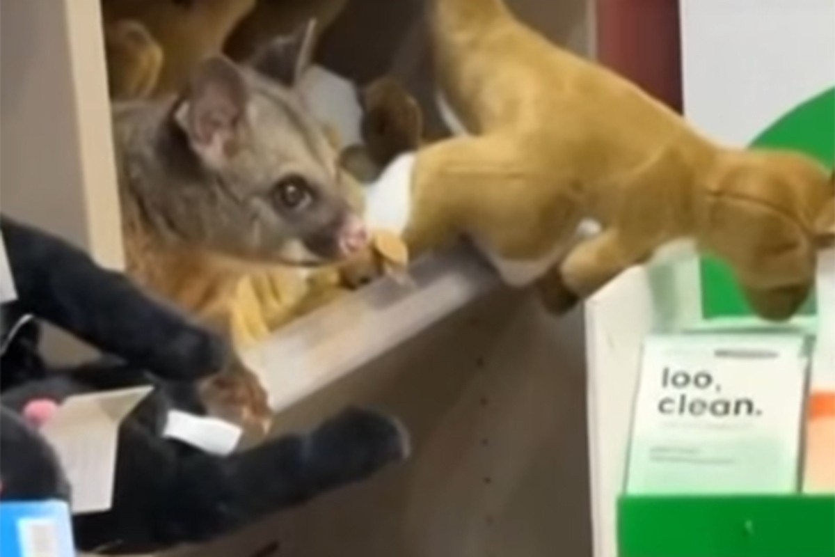 Oposum se uvukao među plišane igračke u radnji (VIDEO)