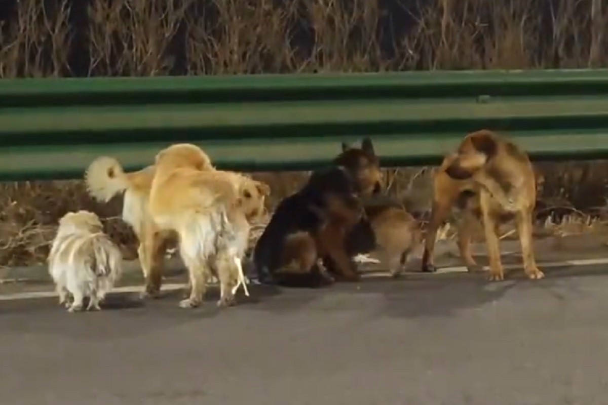 Herojski bijeg pasa koji je ganuo milione (VIDEO)