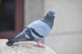 Ovo svaka kuća ima, a tjera golubove s balkona i iz dvorišta