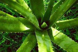 Aloe vera je najkorisnija biljka koju možete imati – pet je razloga ...