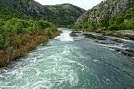 Naučnici pojasnili šta je uzrokovalo pomor ribe u rijeci Neretvi