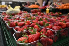 Stigle domaće jagode: Koliko koštaju u Sarajevu, a koliko u Zagrebu
