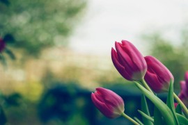 Ova četiri cvijeta unesite u kuću za Uskrs