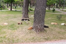 Trebinjski gradski park prepun pasa lutalica