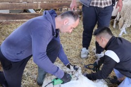 Iskustvo sa farme: Kako pravilno šišati ovce i iskoristiti vunu ...