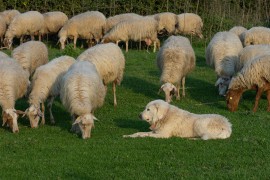 Psi lutalice zaklali pet ovaca i pet jaganjaca porodice Pejović
