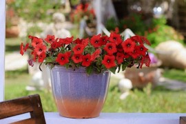 5 znakova da je vrijeme za presađivanje biljke u veću saksiju