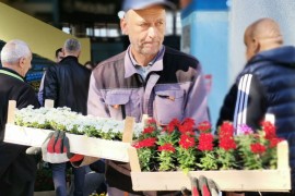 Grad Doboj obezbijedio 12.100 sadnica, počela podjela