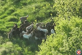 Izgubio stado koza pa zvao GSS: “Zaigrana ekipa” pronađena pomoću ...