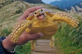 Kornjača putuje sa osmijehom na licu (FOTO)