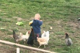 Dječak hranio kokoši pa završio u suzama: Snimak postao viralan ...
