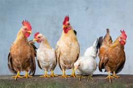 Otkrivena žarišta virusa ptičijeg gripa u Francuskoj