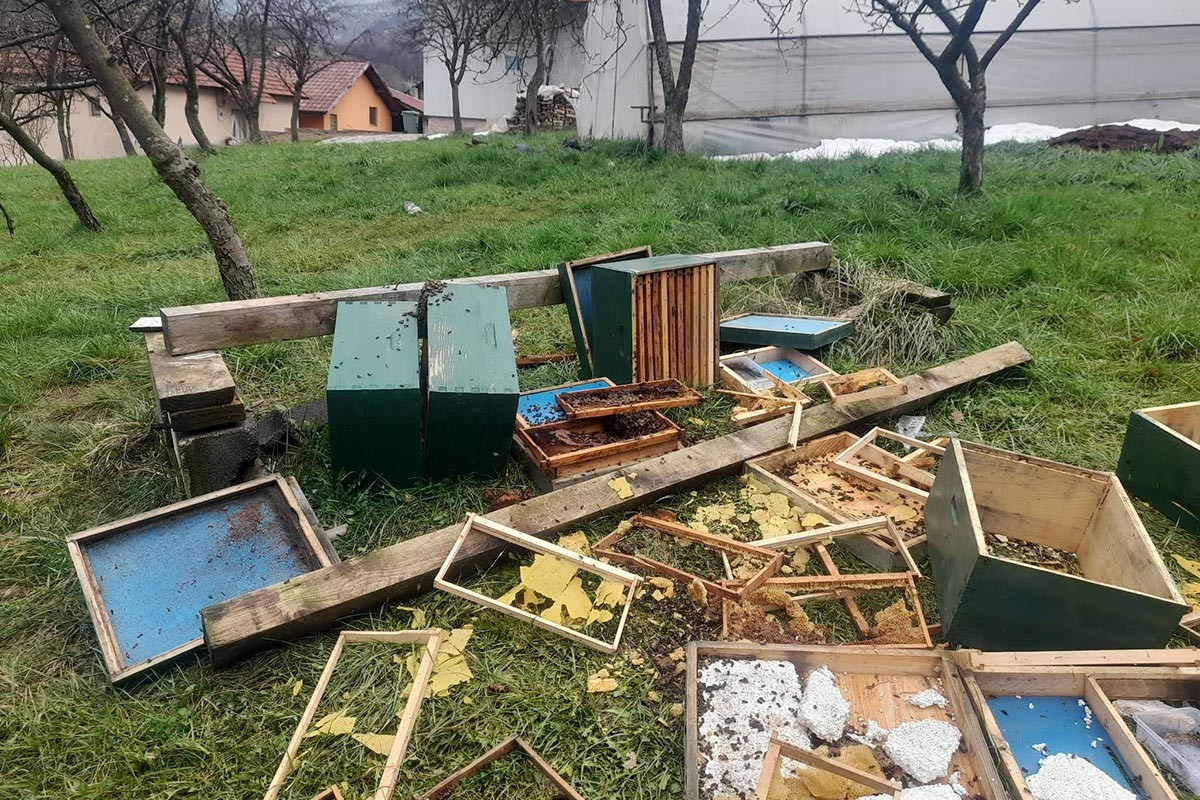 Medvjed napravio haos u BiH: Uništen pčelinjak i košnice (FOTO, VIDEO)