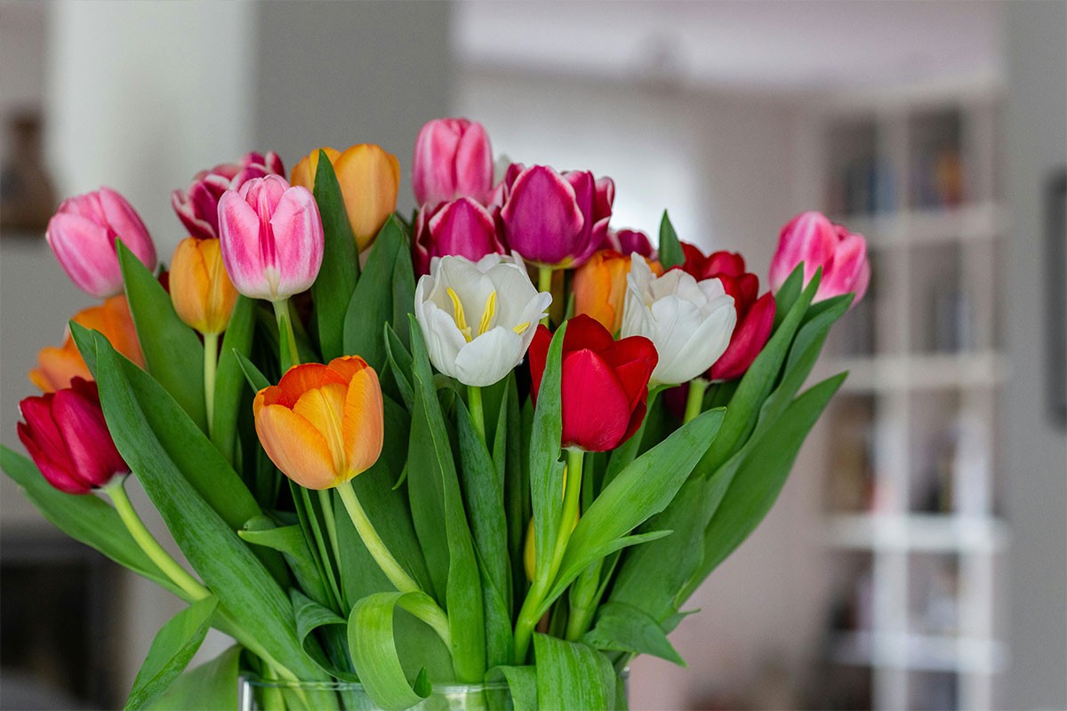 Tulipani u vazi mogu izgledati svježe i do 10 dana, evo kako