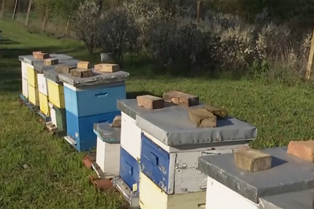 Šta se dešava u Kikindi: Nekada 190 pčelara, danas borba za opstanak (VIDEO)