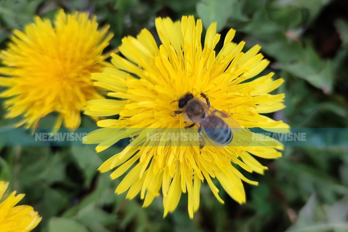 Ne kosite travu u voćnjacima, dajte korisnim insektima šansu