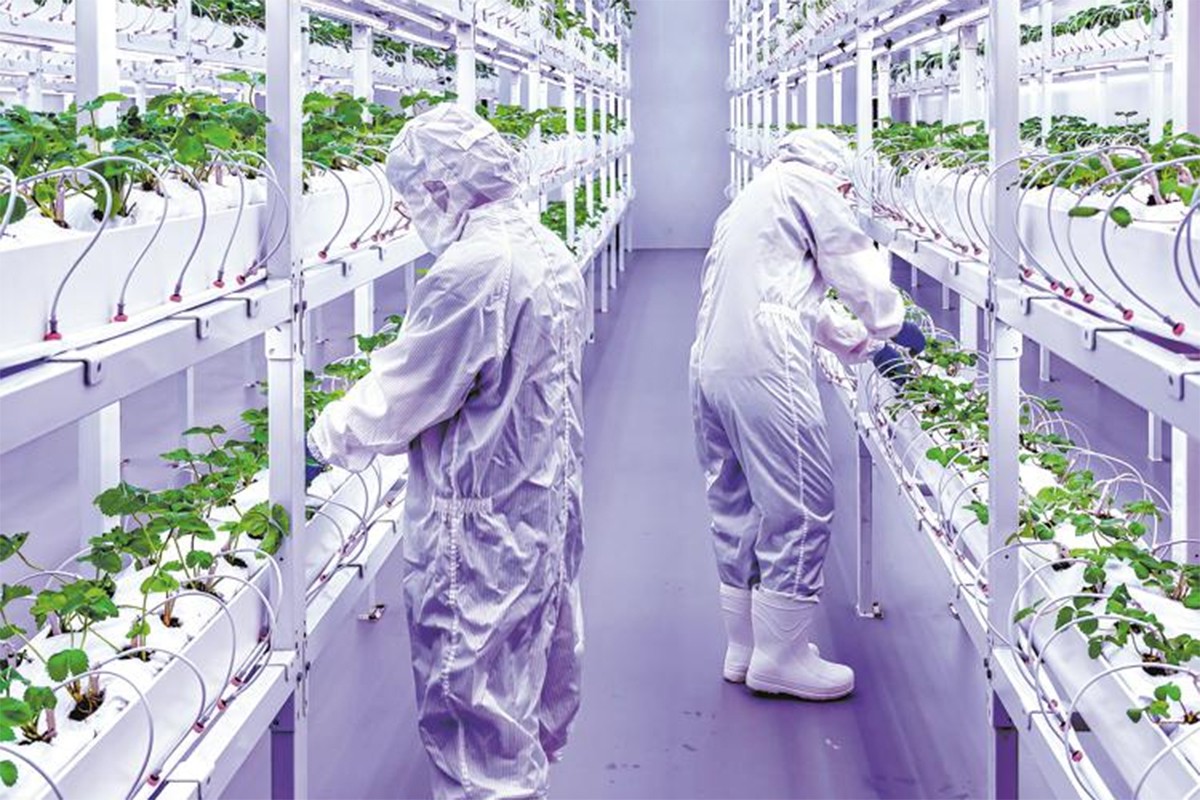Revolucija u Kini: Na samo 100 kvadrata uzgajaju 50 tona salate