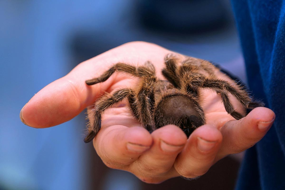 Nesvakidašnji slučaj u Njemačkoj: Žena zaboravila 20 tarantula u vozu