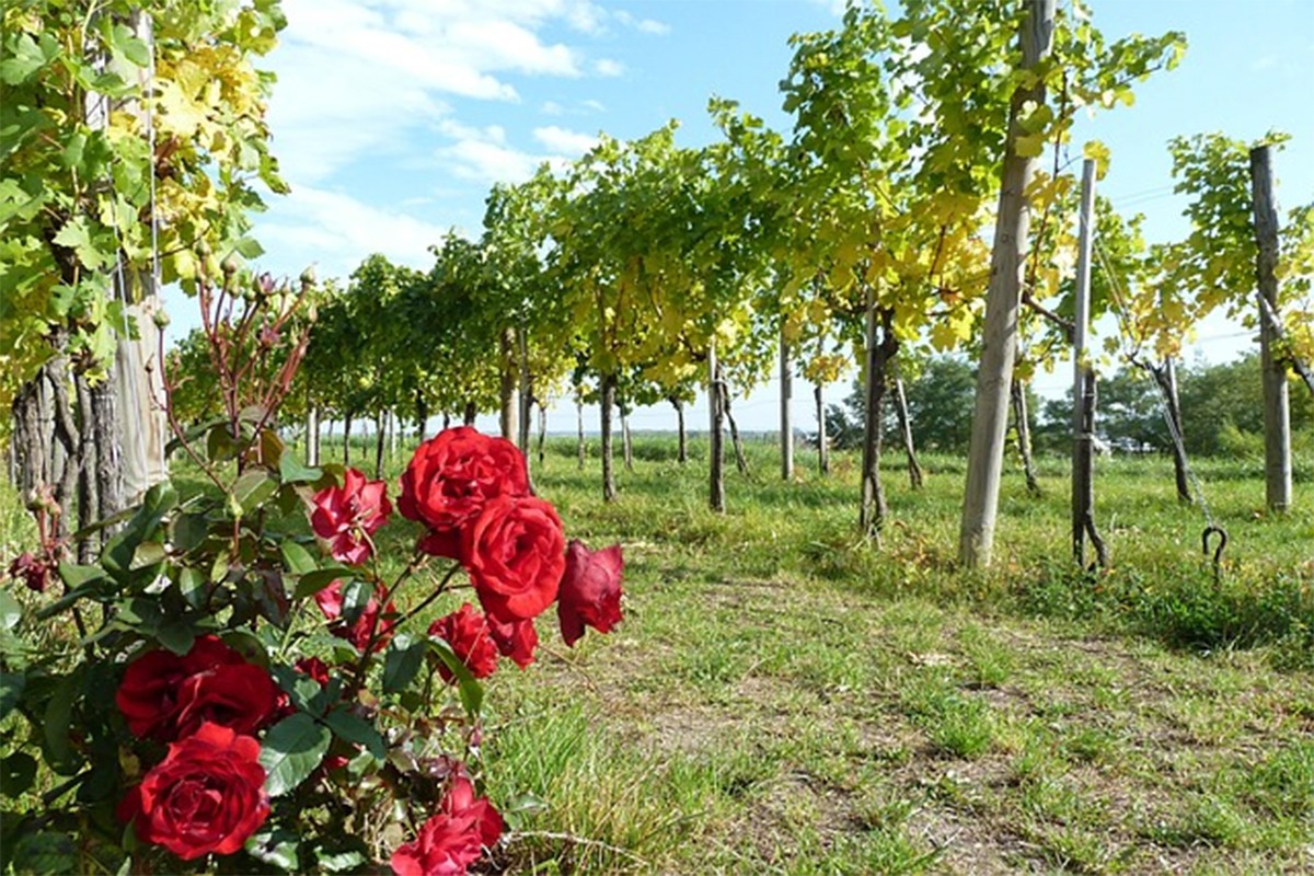 Zašto se ruže sade u vinogradima? Razlog  više nego koristan