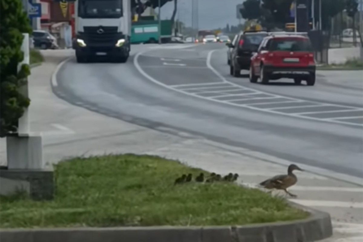 Dirljiv gest: Vozač kamiona stao da prođu patka i pačići (VIDEO)