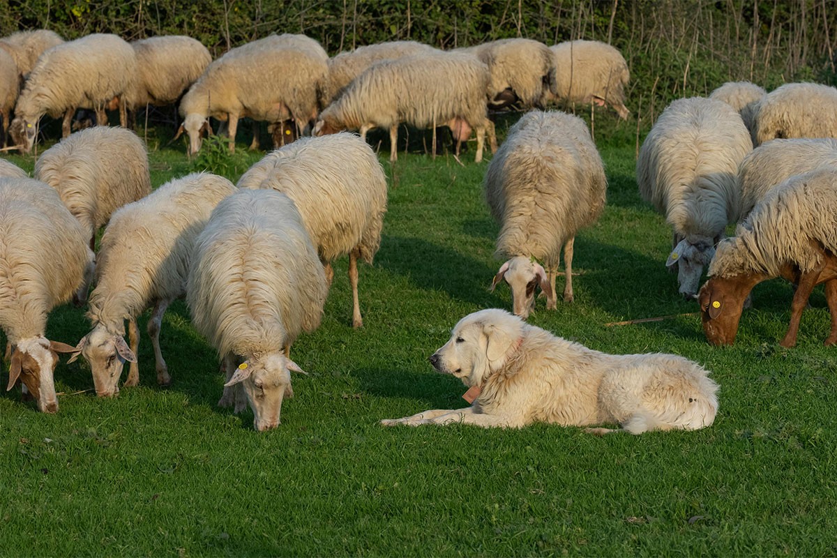 Psi lutalice zaklali pet ovaca i pet jaganjaca porodice Pejović