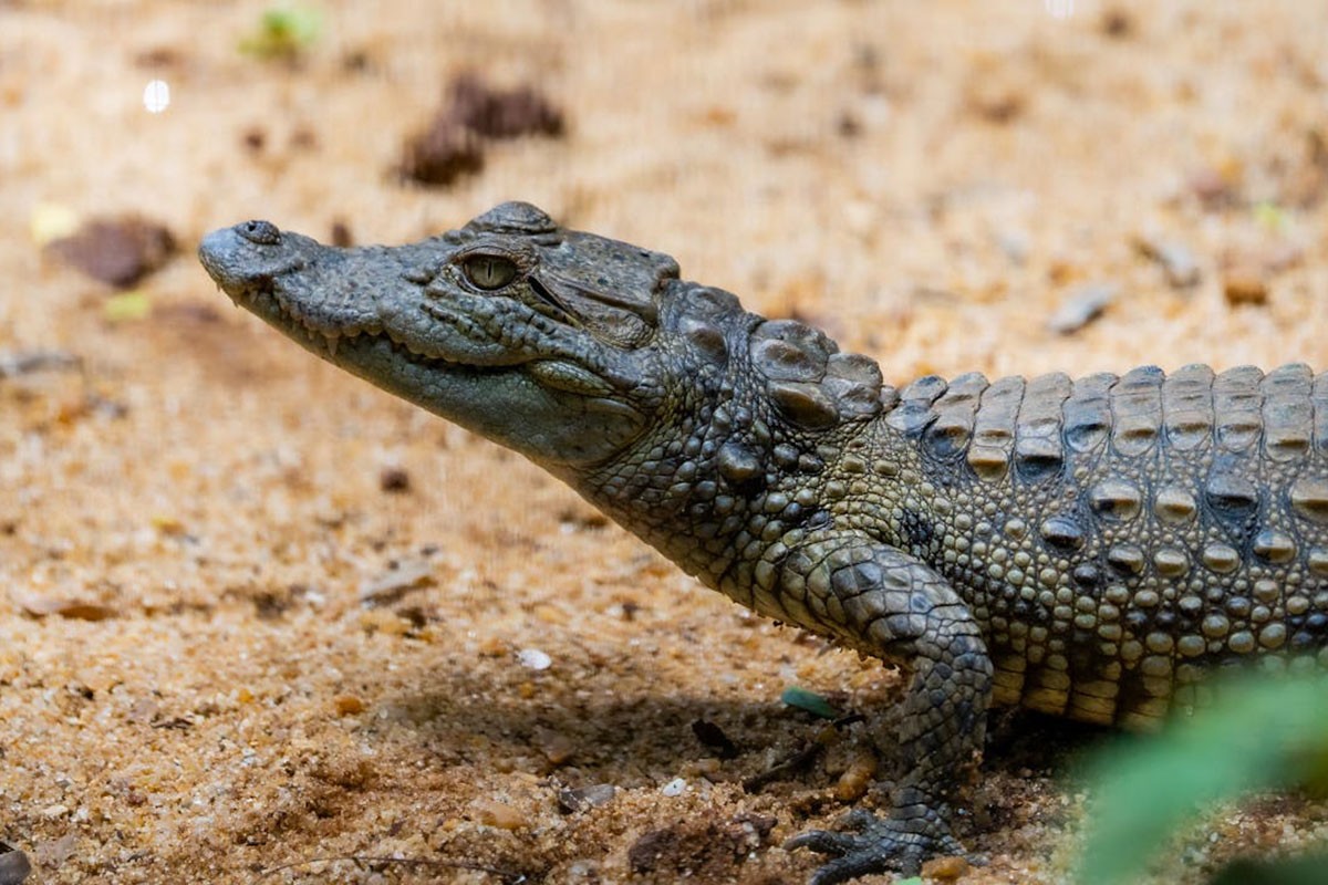 Krokodil ušetao u hotel i tražio hranu (VIDEO)