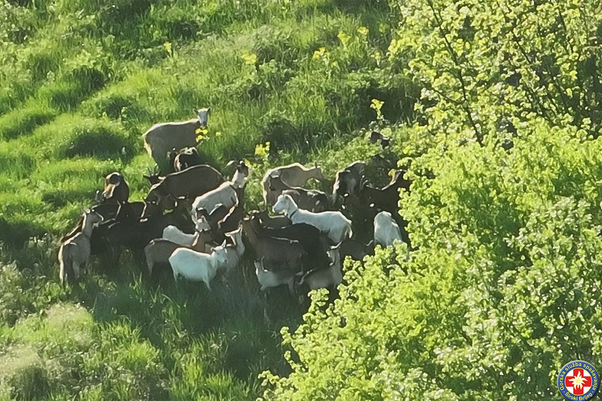 Izgubio stado koza pa zvao GSS: “Zaigrana ekipa” pronađena pomoću drona