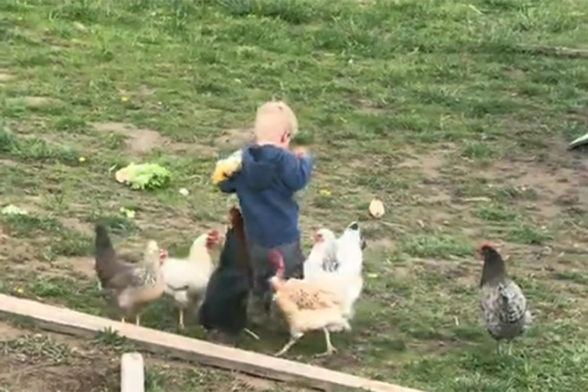 Dječak hranio kokoši pa završio u suzama: Snimak postao viralan (VIDEO)