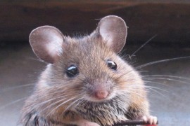 Australija zabrinuta zbog najezde miševa
